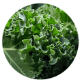 Lutein